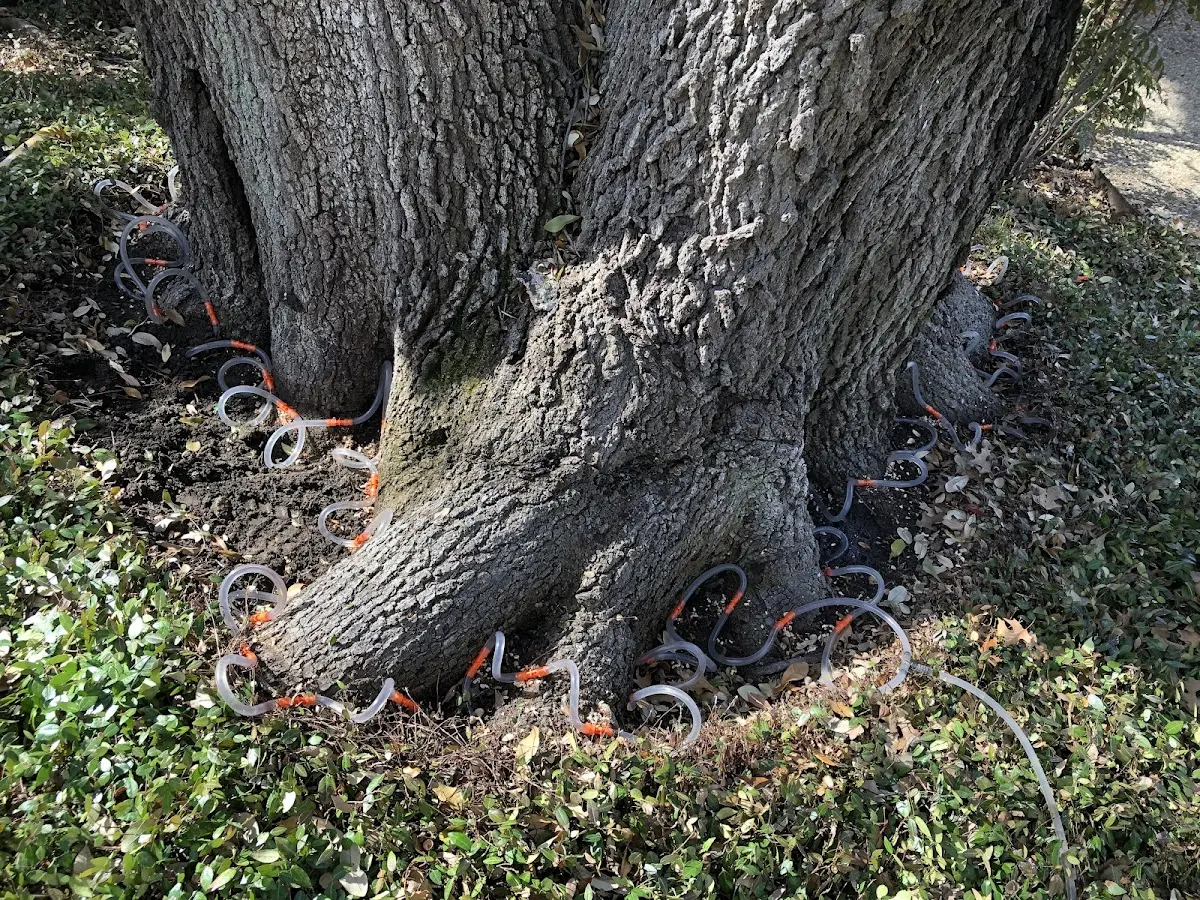 Detailed Shrub and Hedge Trimming job site in Kopperl