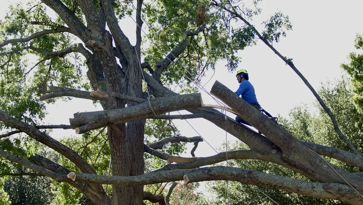 Professional Crown Thinning performed by certified arborists in Kopperl